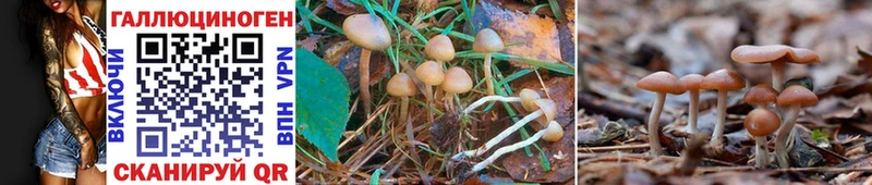 наркотики  Салават  Псилоцибиновые грибы Psilocybine cubensis 